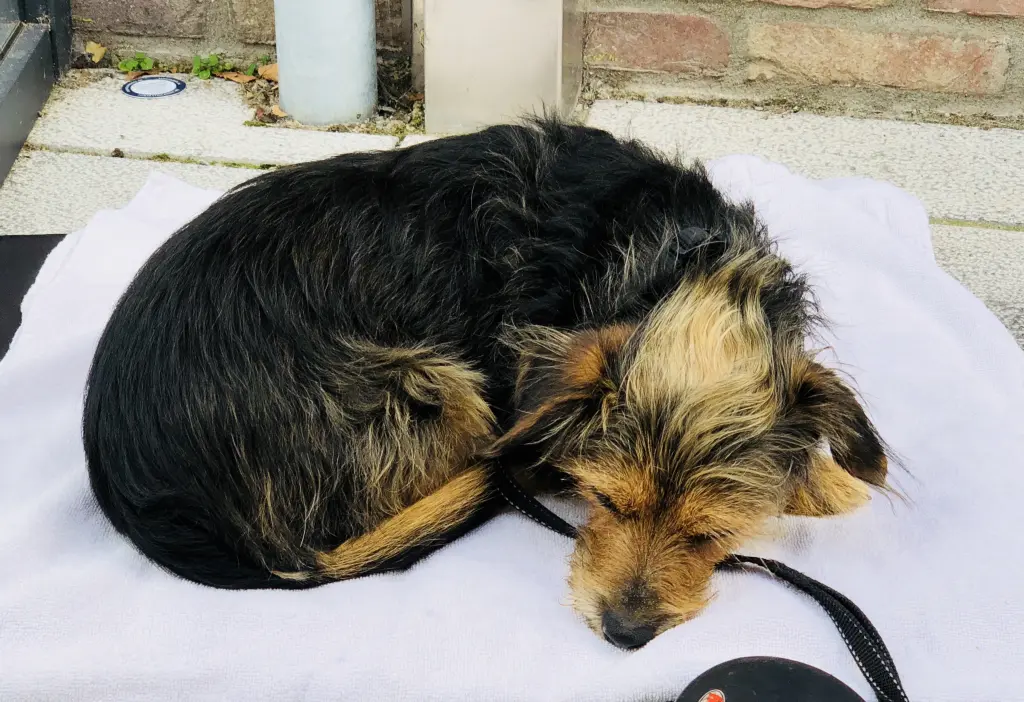 Condolence image of Jasmin