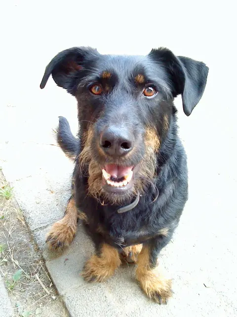 Image from Pumba