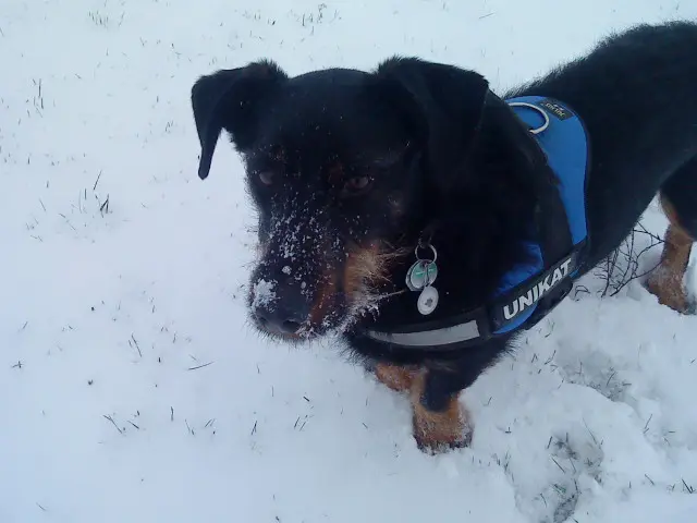 Image from Pumba