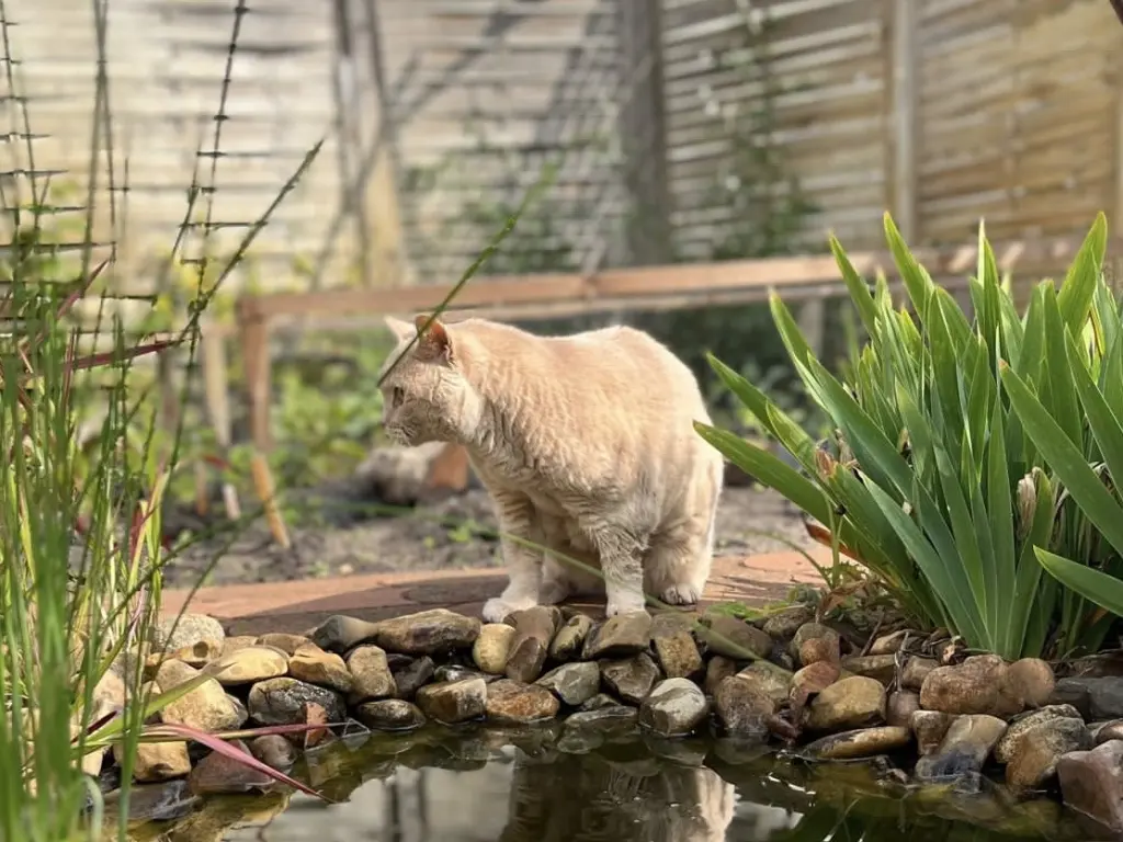 Image from Anton/ Toni