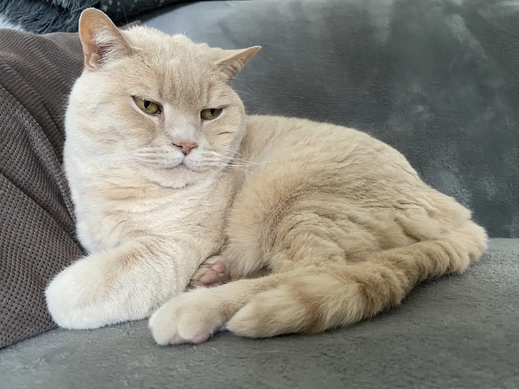 Image from Anton/ Toni