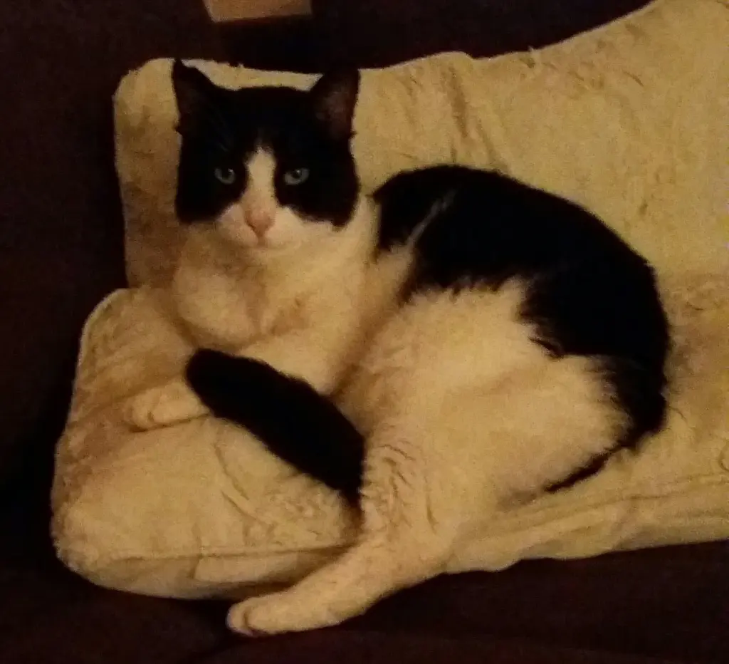 Condolence image of Deine Moni und deine Uli mit Brady 