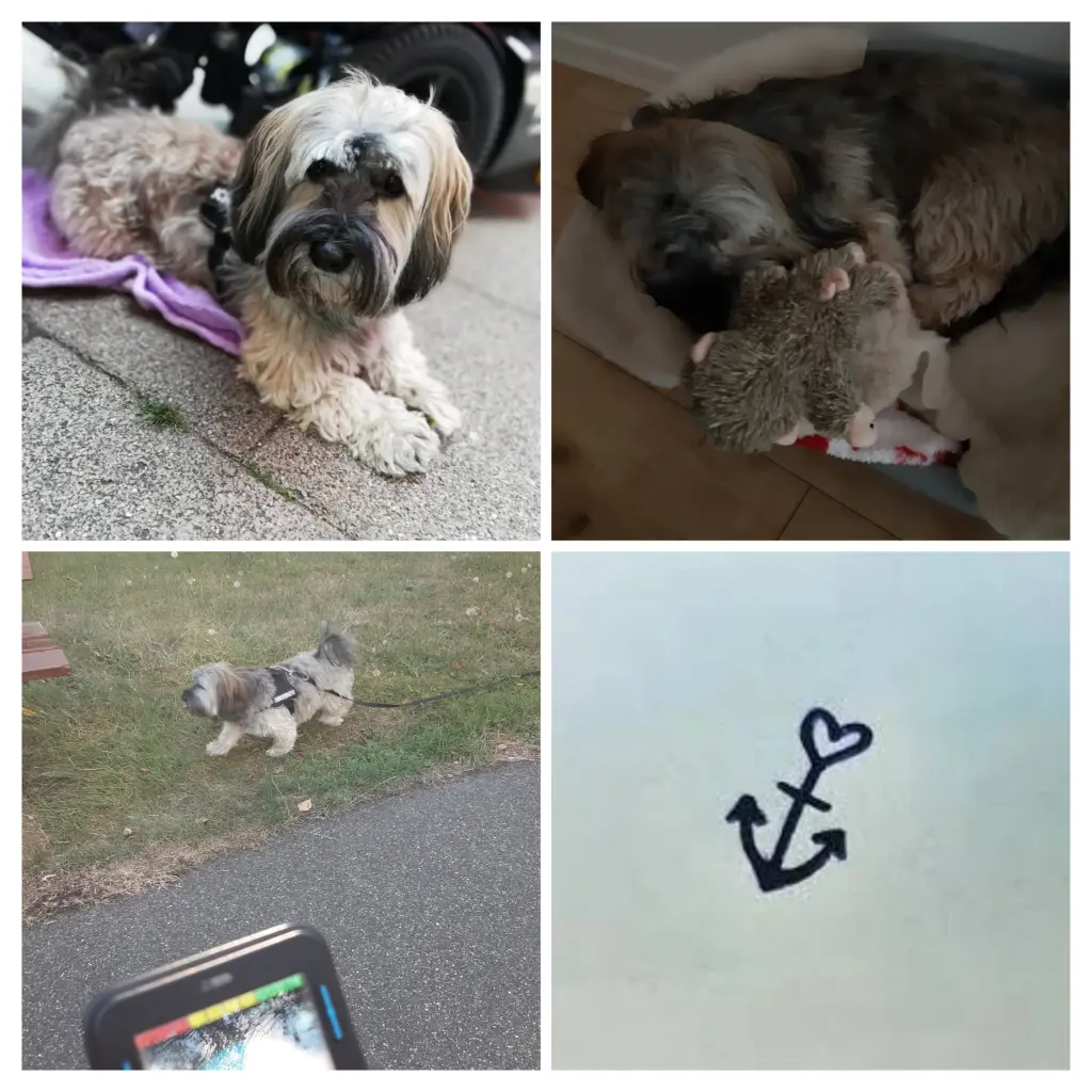 Condolence image of Monika und Ulrike mit Brady im Leben und Carlchen immer im Herzen 