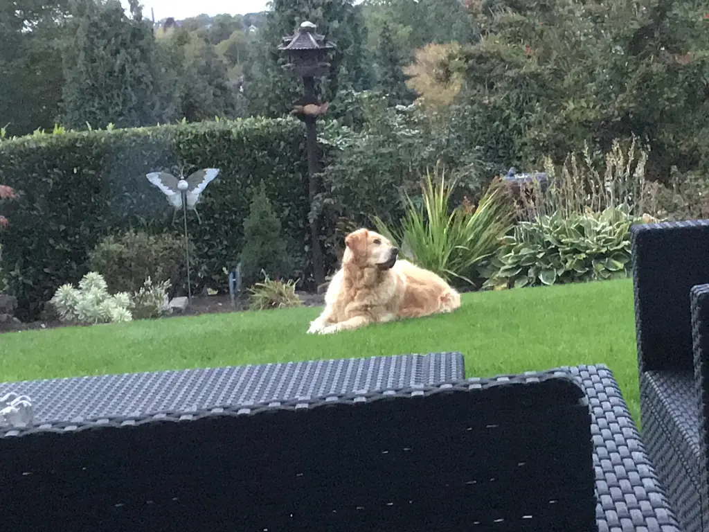 Condolence image of Angelika mit Luna von ❤️ + 02.03.2023