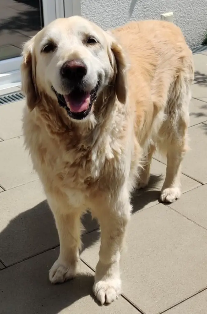 Condolence image of Jessi mit Anton im Herzen