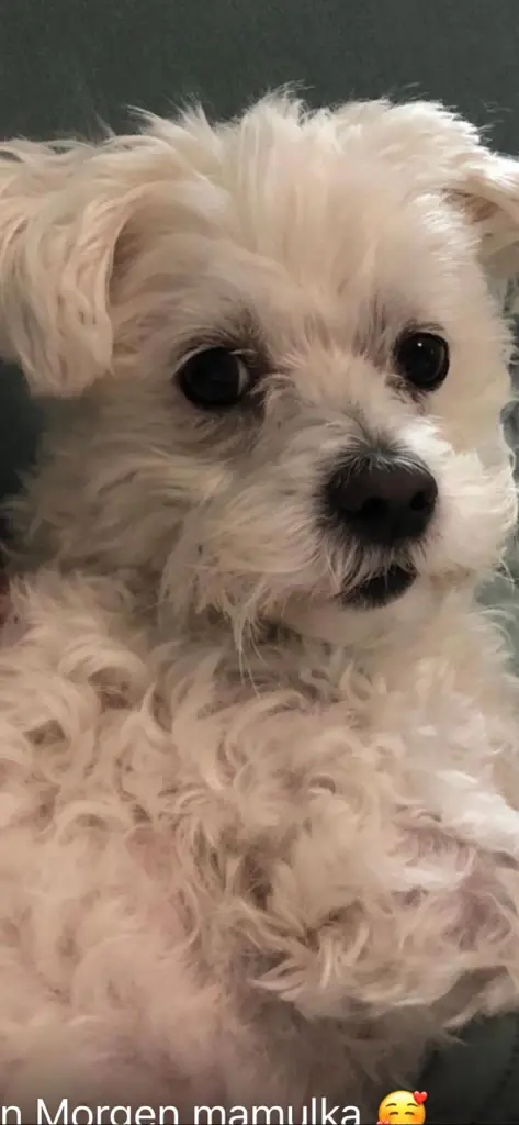 Condolence image of Lili mit Seelenhund Mailo ♥️