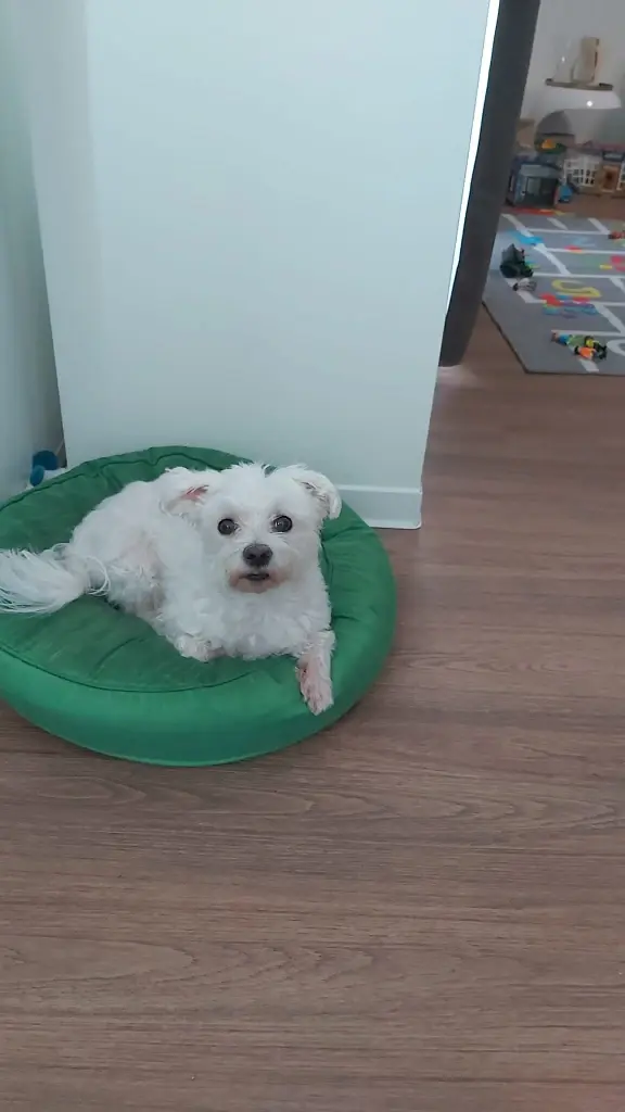 Condolence image of Lili mit Seelenhund Mailo ♥️