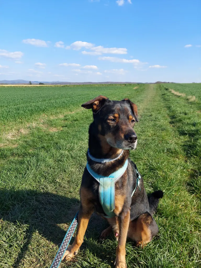 Condolence image of Sonja 