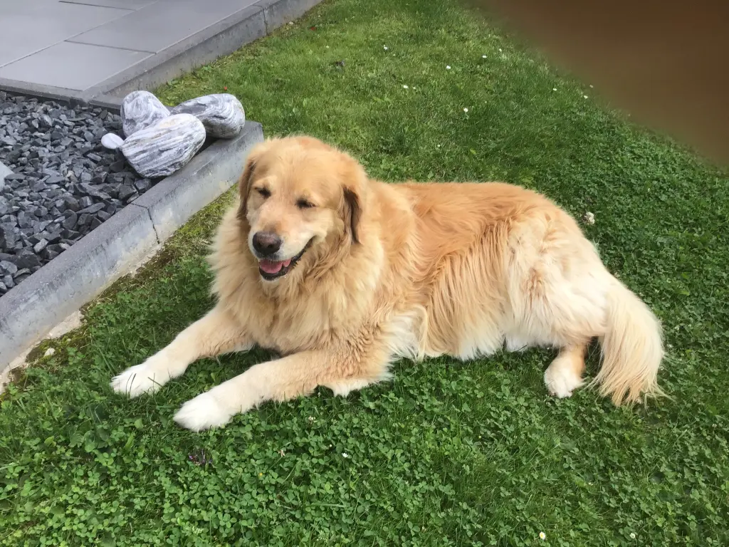 Condolence image of Angelika mit Luna von ❤️ + 02.03.2023