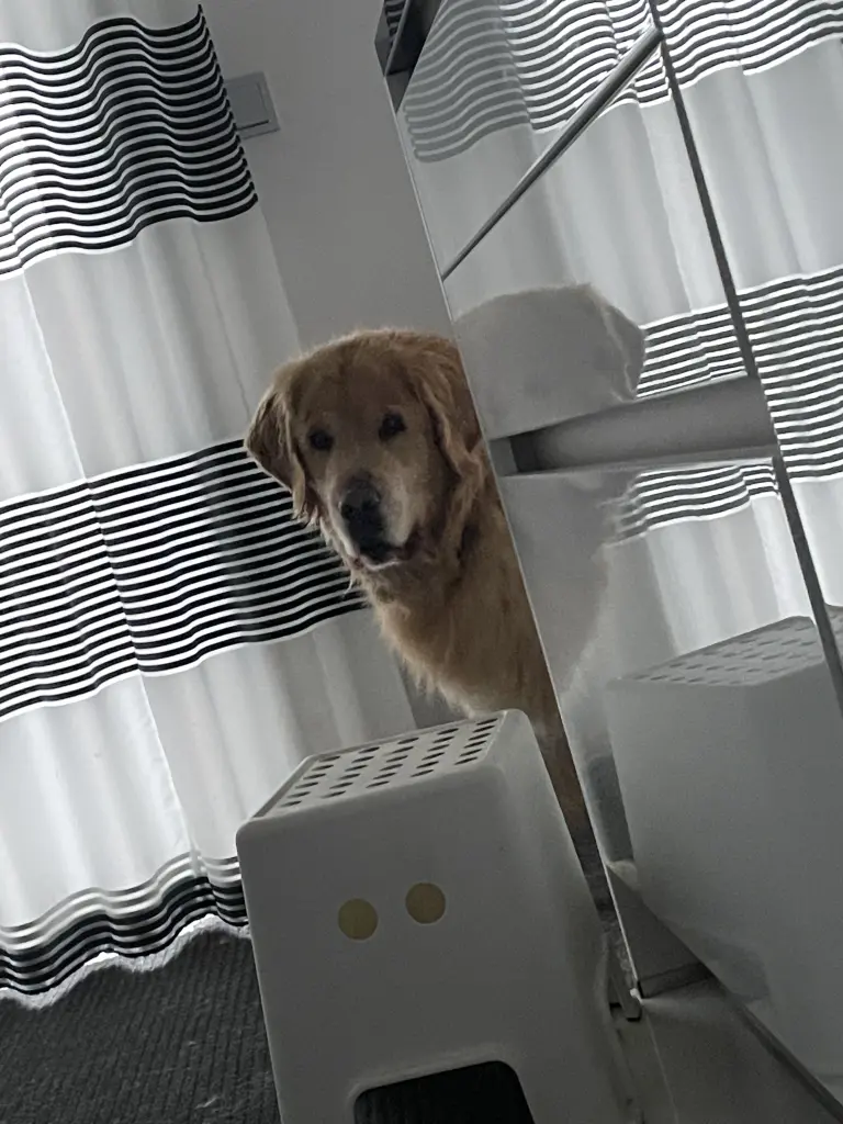 Condolence image of Angelika mit Luna von ❤️ + 02.03.2023