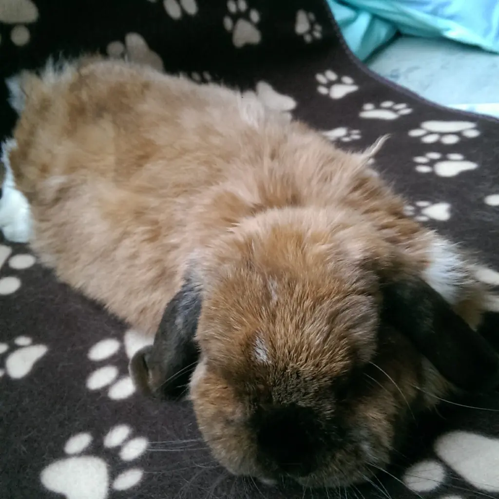 Condolence image of Andrea mit Schnuffi tief im ❤ 