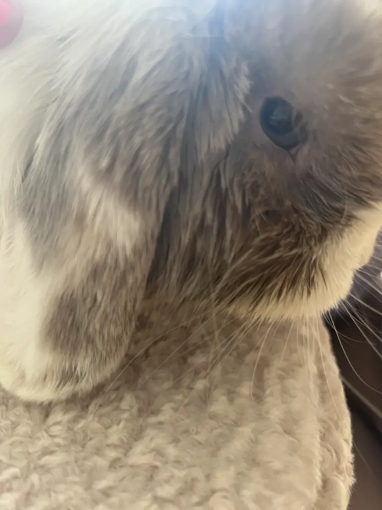 Condolence image of Laura