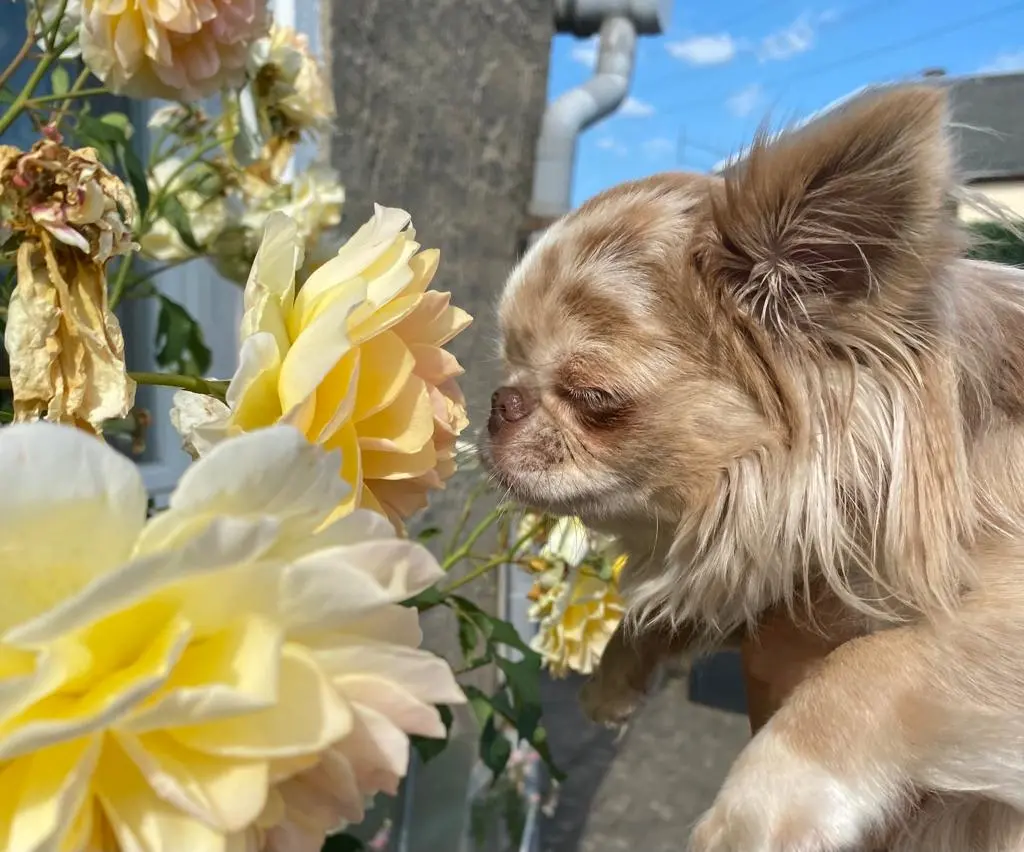 Condolence image of Mandy