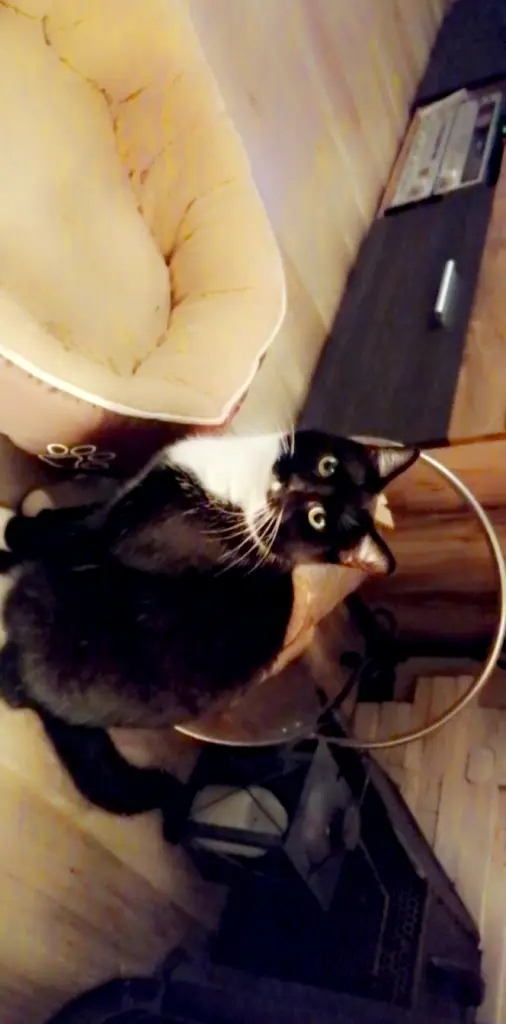 Condolence image of Emmely 