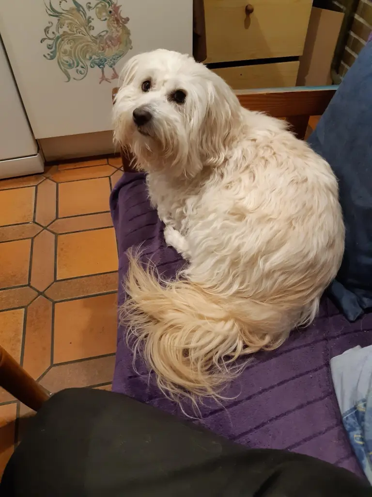 Condolence image of Thomas - mit Charly im Herzen