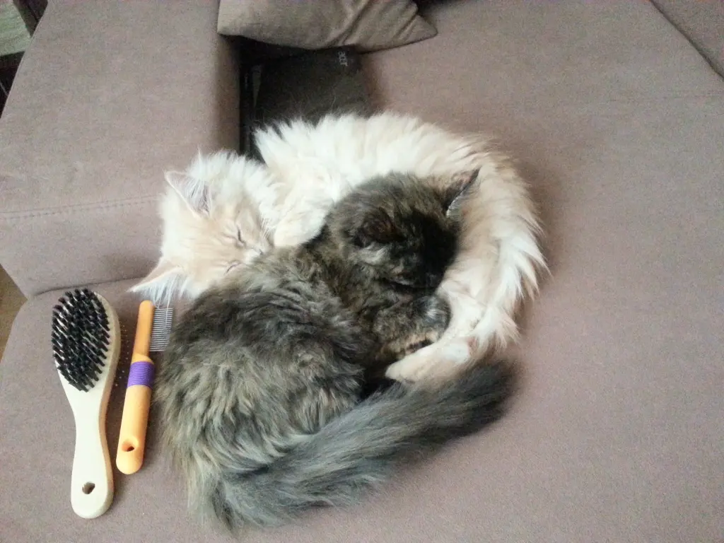 Condolence image of Melanie