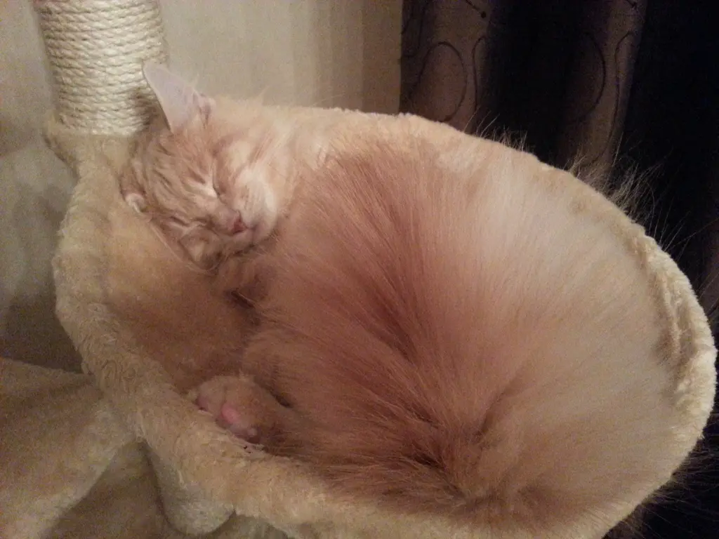 Condolence image of Melanie