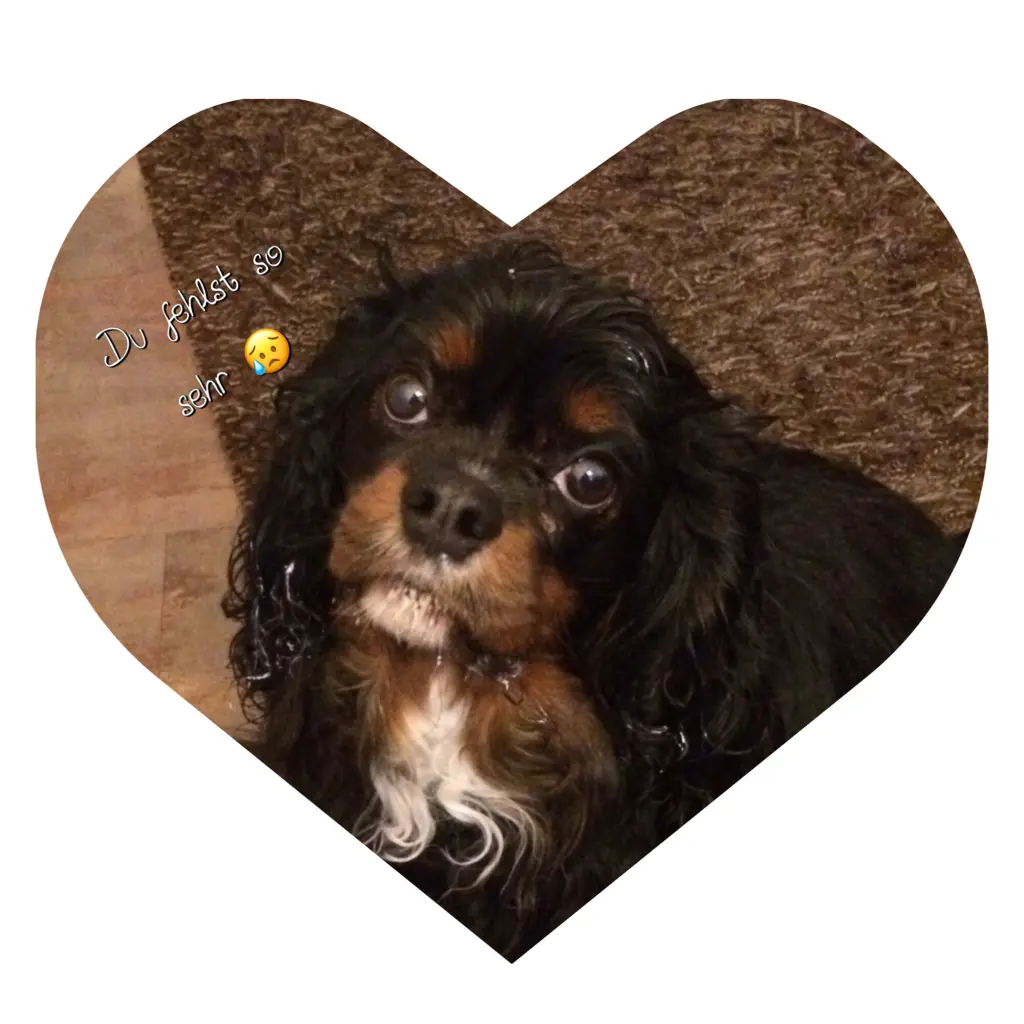 Condolence image of Daniela mit Herby ♥️