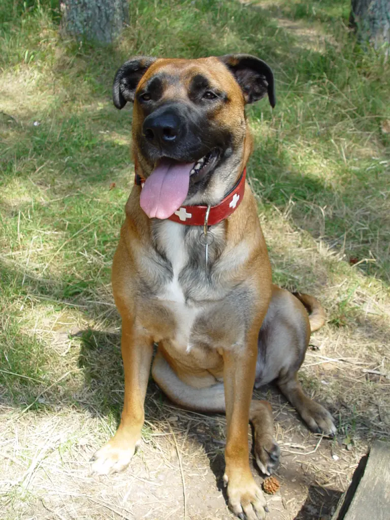 Condolence image of Rosi mit Roxy im Herzen