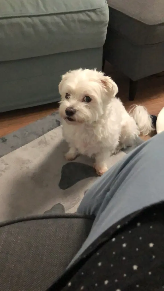 Condolence image of Lili mit Seelenhund Mailo 