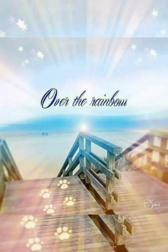 Condolence image of Martina mit Seelenhund Samy ♥️⭐♥️ für immer im Herzen