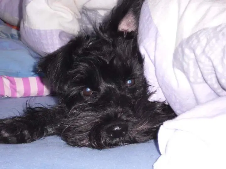 Condolence image of Inge