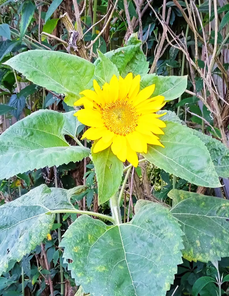 Condolence image of Inge