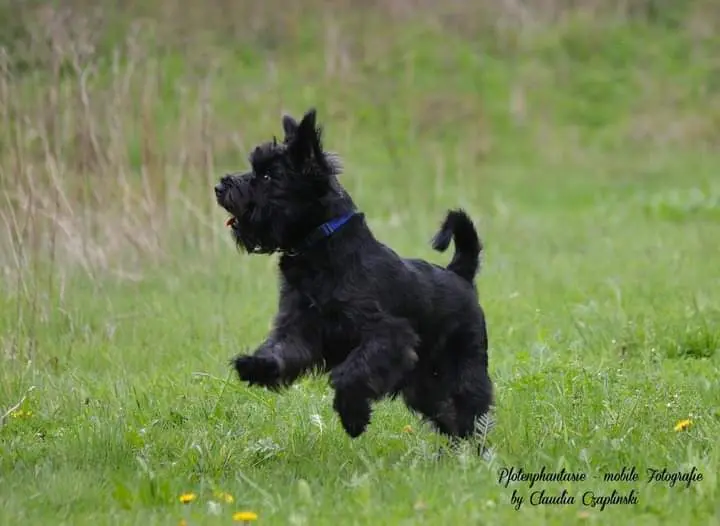 Condolence image of Inge