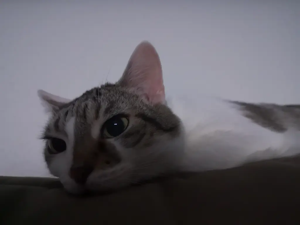 Condolence image of Dani