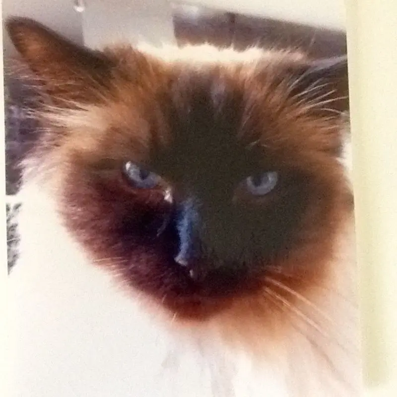 Image from Barney