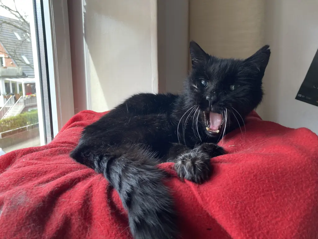 Condolence image of Anna&Socke&Lemmy❤️❤️❤️