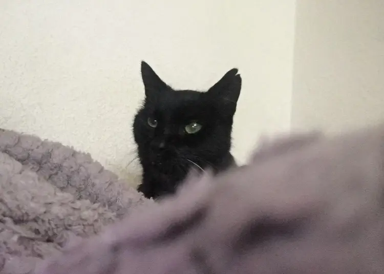 Condolence image of Anna&Socke&Lemmy❤️❤️❤️