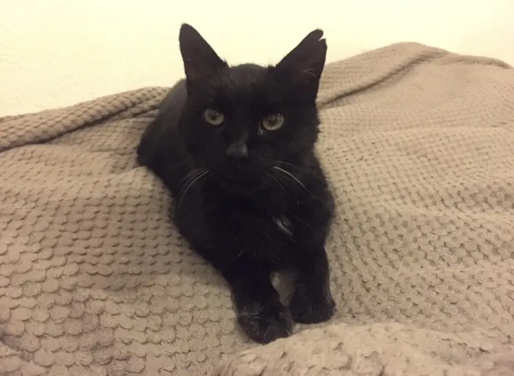 Condolence image of Anna&Socke&Lemmy