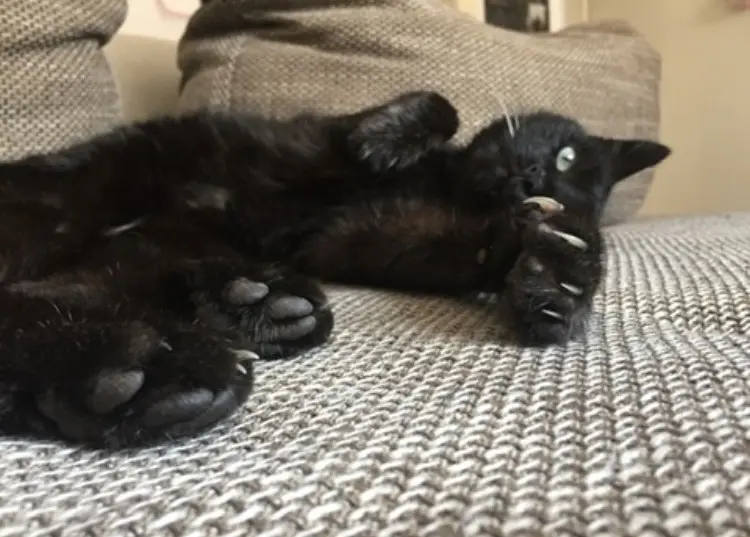 Condolence image of Anna&Socke&Lemmy❤️❤️❤️