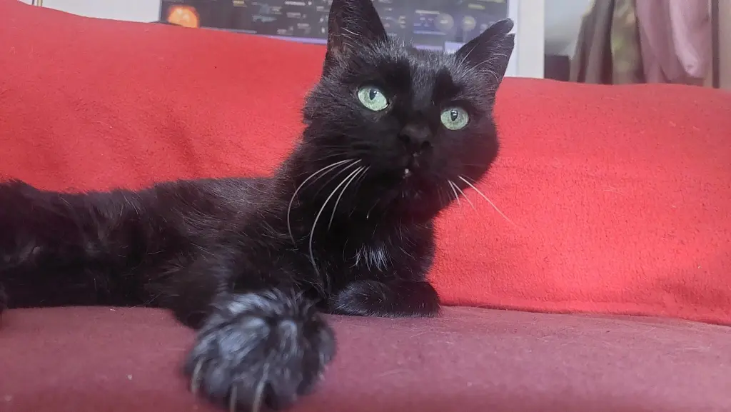 Condolence image of Anna&Socke&Lemmy❤️❤️❤️