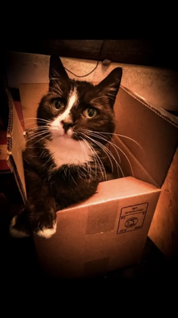 Condolence image of Anna&Socke&Lemmy❤️❤️❤️