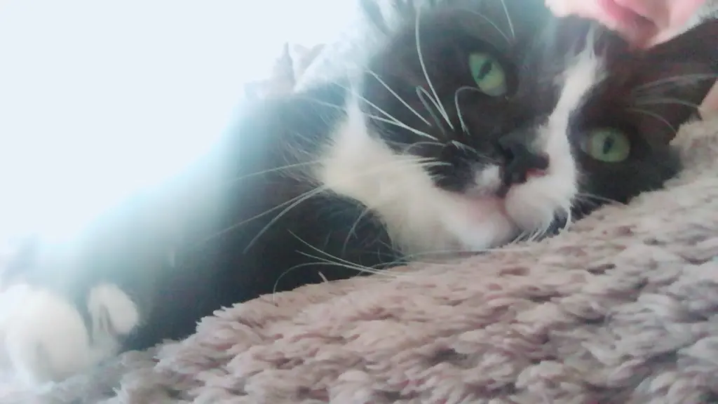 Condolence image of Anna&Socke&Lemmy