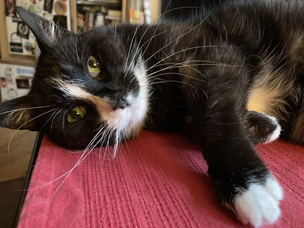 Condolence image of Anna&Socke&Lemmy 