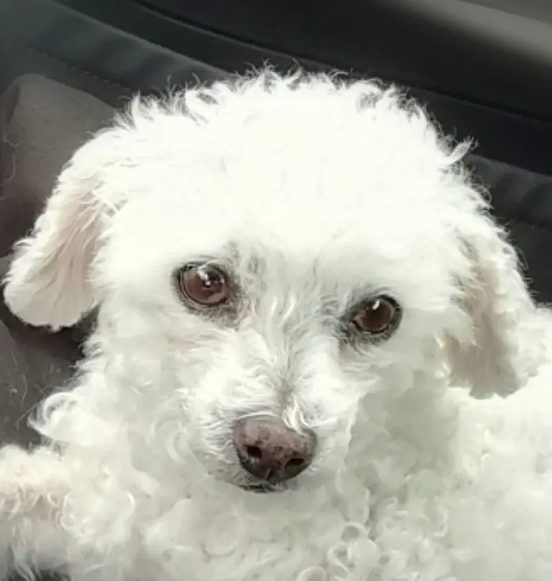 Condolence image of Gaby mit Snowy* im Herzen