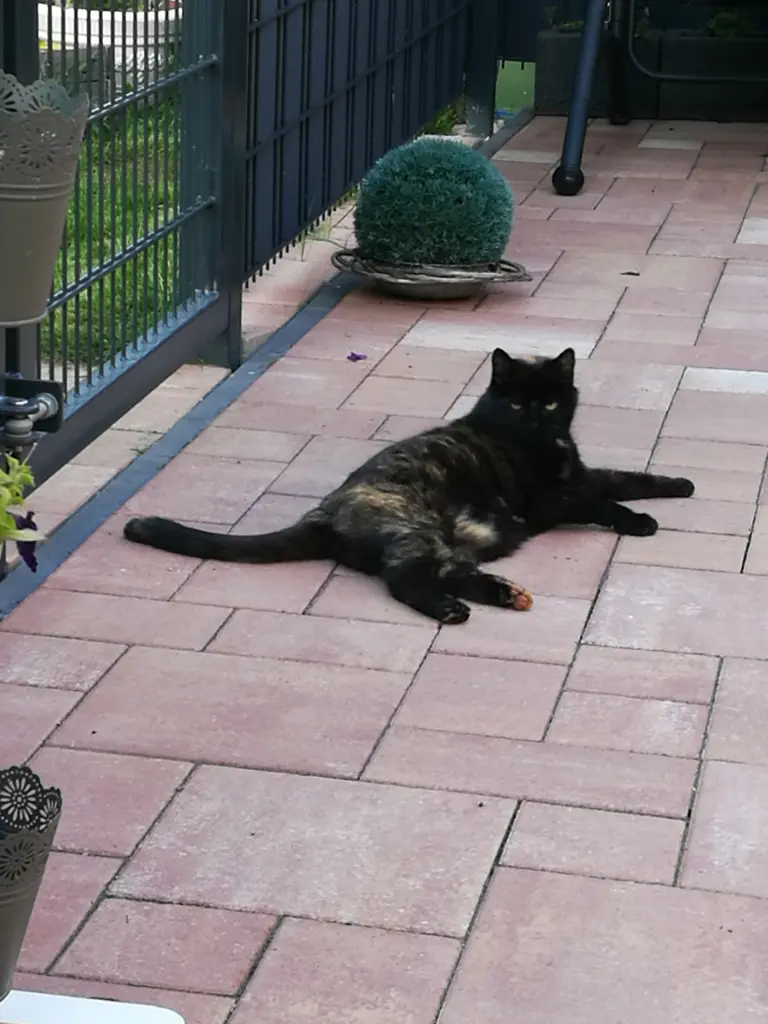 Image from Möhrchen