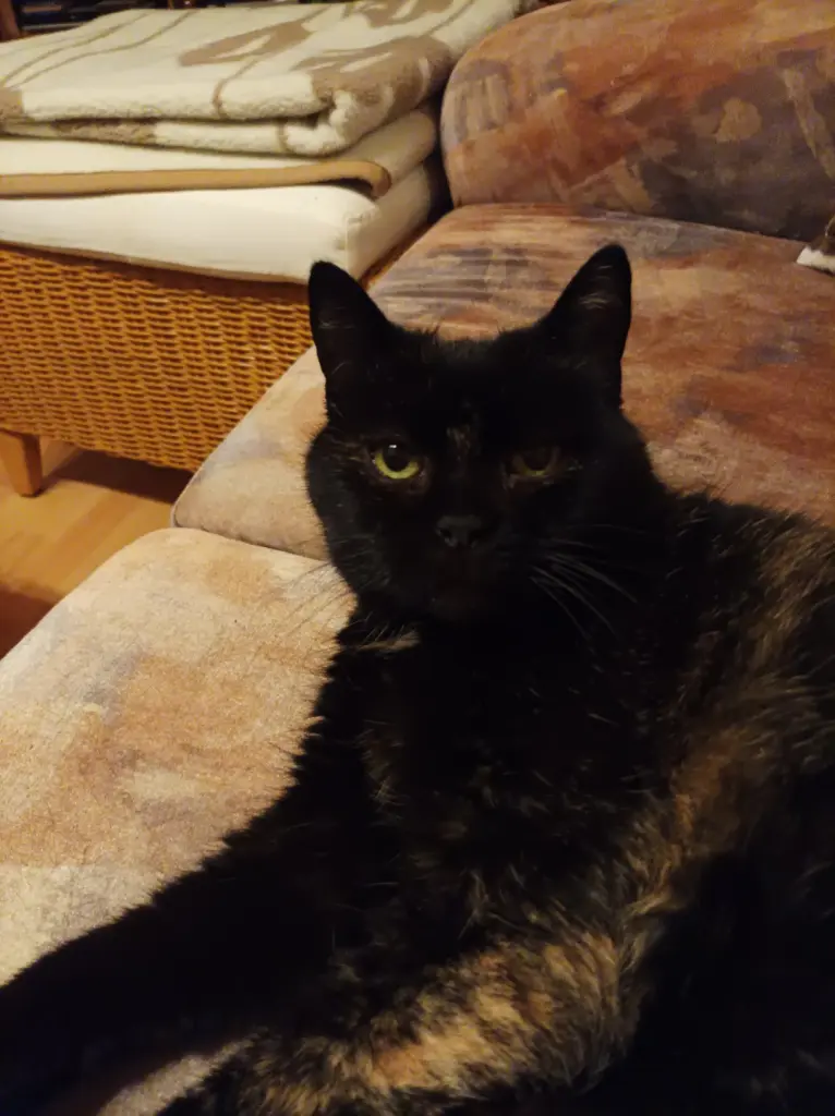 Image from Möhrchen