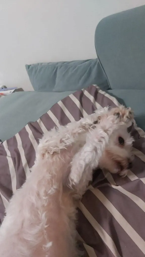 Condolence image of Lili mit Seelenhund Mailo 