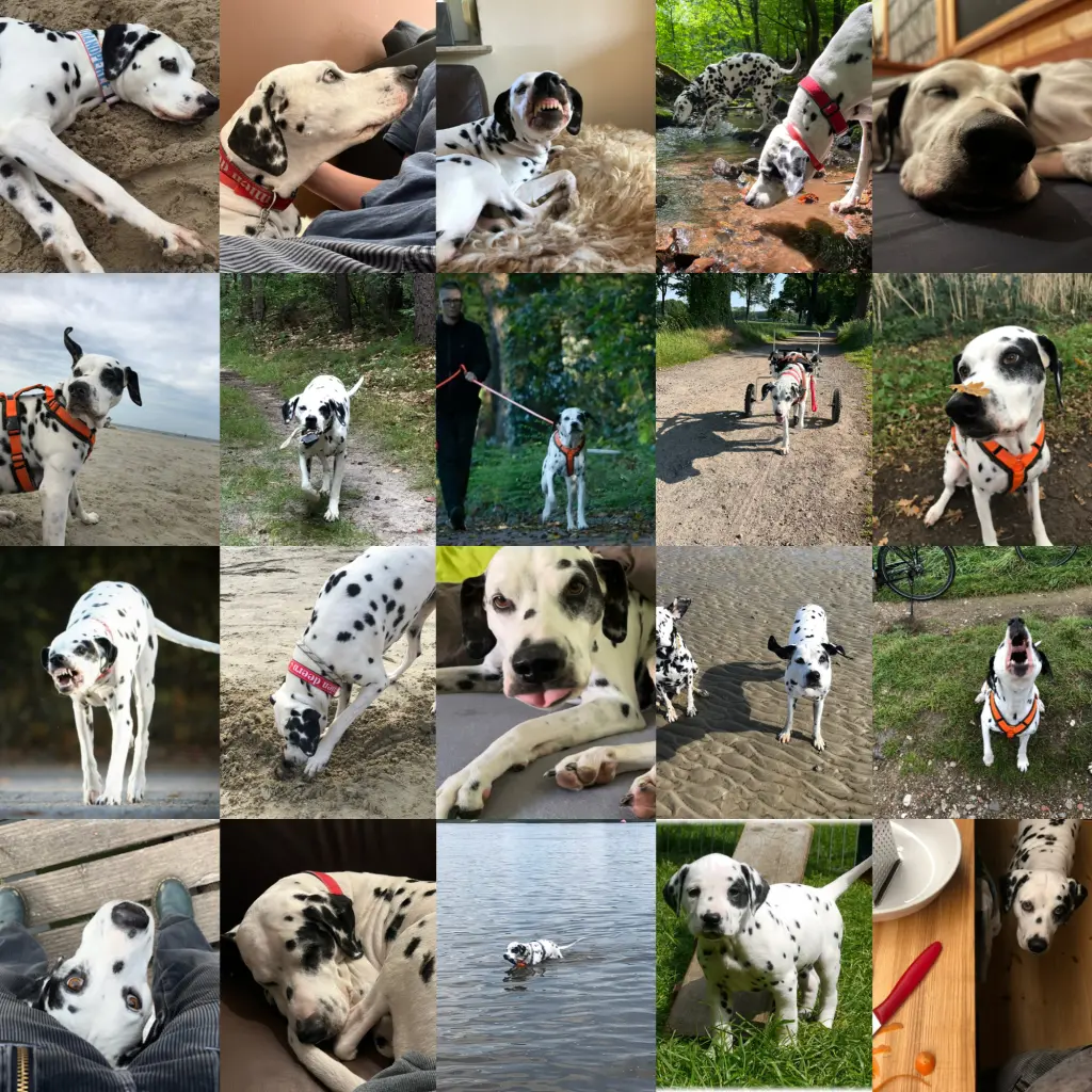 Bild von Koschi