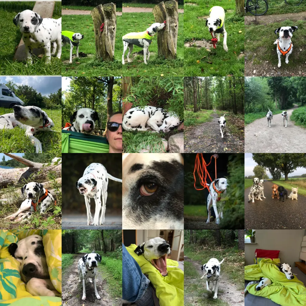 Bild von Koschi