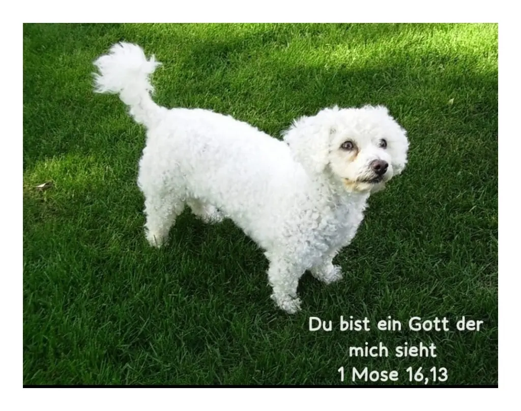 Condolence image of Gaby mit Snowy* im Herzen