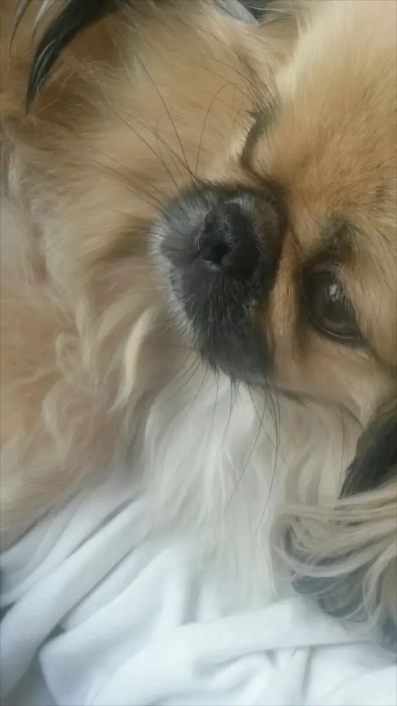 Condolence image of Monia