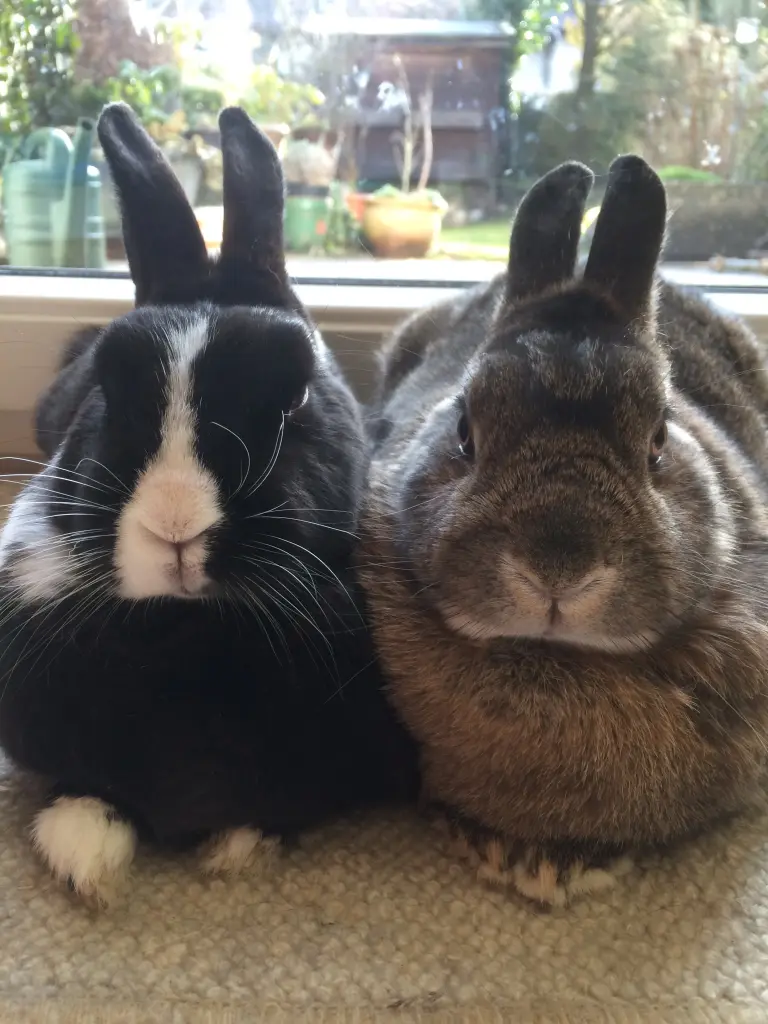 Condolence image of Rosen für Minna 