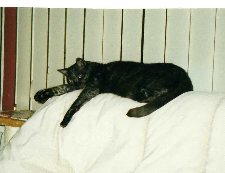 Condolence image of deiner Ilse