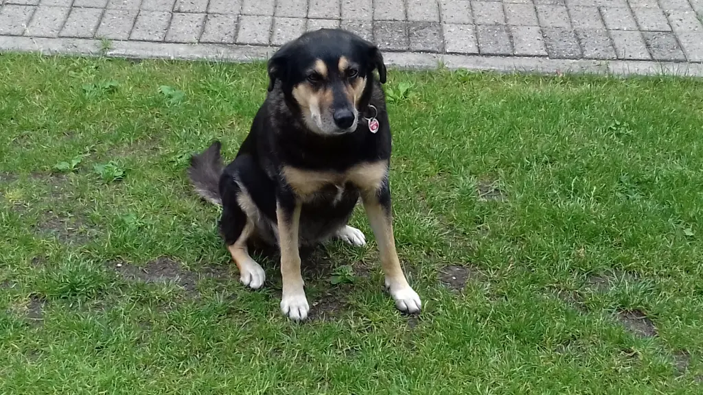 Condolence image of Ilona