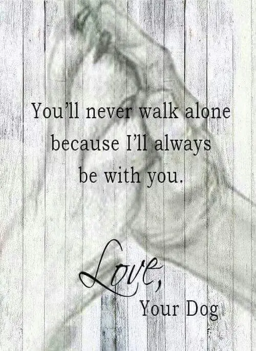 Condolence image of Gute Reise liebe Fellnase ♥️⭐♥️